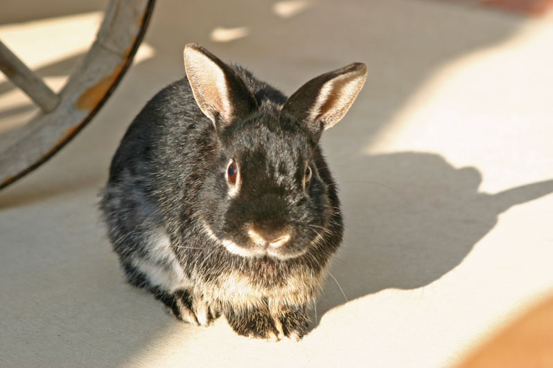 coco bunny
